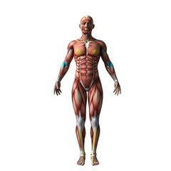 Detailed anatomical rendering displaying the human muscular system in full view