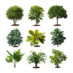 Collection of nine diverse green plants and trees isolated on transparent background