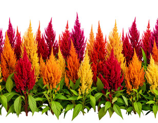 Seamless Border of Flame-Shaped Celosia Flowers, isolated on transparent background.