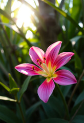 Fototapeta premium Künstlerische Makroaufnahme einer rosa Blüte mit Tropfen