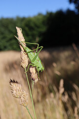 Great Green Bush-Cricket Climbing on Wild Grass in Summer Meadow