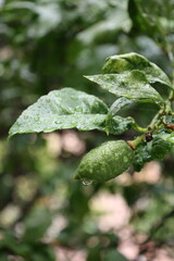 Green unripe lemon. Drops after rain .High quality photo