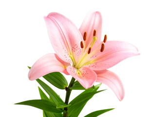 Single Blooming Pink Lily Flower with Stem, isolated on transparent background.