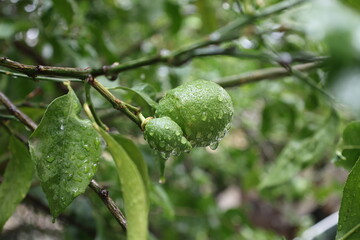Green unripe lemon. Drops after rain .High quality photo