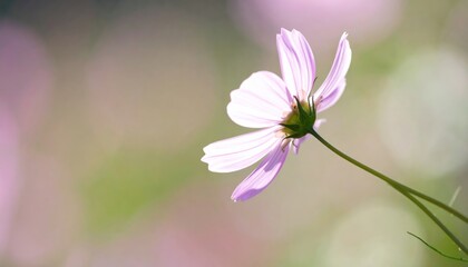 Obraz premium Delicately lit pink flower with thin stem; soft bokeh background creates a dreamy aesthetic