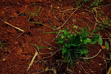 Lush green vegetation contrasts vividly against the earthy red soil, conveying growth and vitality in nature. This scenic capture highlights the beauty of plants thriving in fertile land.