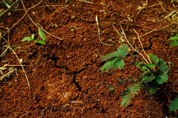 Lush green vegetation contrasts vividly against the earthy red soil, conveying growth and vitality...