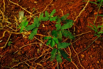 Lush green vegetation contrasts vividly against the earthy red soil, conveying growth and vitality in nature. This scenic capture highlights the beauty of plants thriving in fertile land.