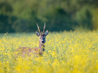 Roe deer buck standing on a flowery rape field with yellow flowers