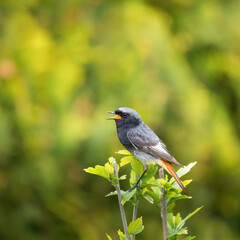 Common Redstart Male Portrait.