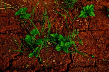 Lush green vegetation contrasts vividly against the earthy red soil, conveying growth and vitality in nature. This scenic capture highlights the beauty of plants thriving in fertile land.