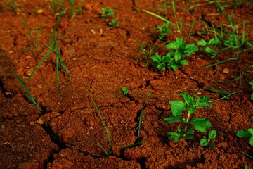 Lush green vegetation contrasts vividly against the earthy red soil, conveying growth and vitality in nature. This scenic capture highlights the beauty of plants thriving in fertile land.