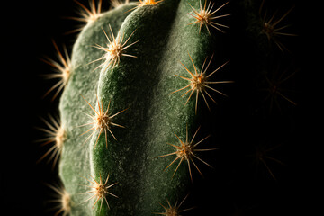 Fototapeta premium Dramatic Close-Up of a Spiny Green Cactus in Low Light