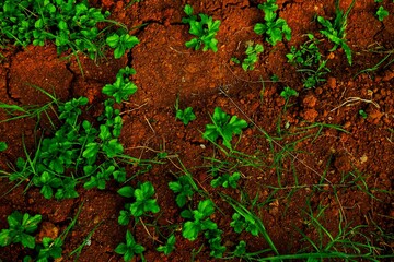 Lush green vegetation contrasts vividly against the earthy red soil, conveying growth and vitality in nature. This scenic capture highlights the beauty of plants thriving in fertile land.