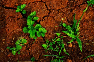 Lush green vegetation contrasts vividly against the earthy red soil, conveying growth and vitality in nature. This scenic capture highlights the beauty of plants thriving in fertile land.