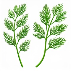 Fototapeta premium Two Sprigs of Fresh Green Dill on White Background