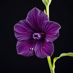 Close-up of a vibrant purple sweet pea flower with delicate petals and dew drops on a dark background, showcasing natural beauty and intricate floral details