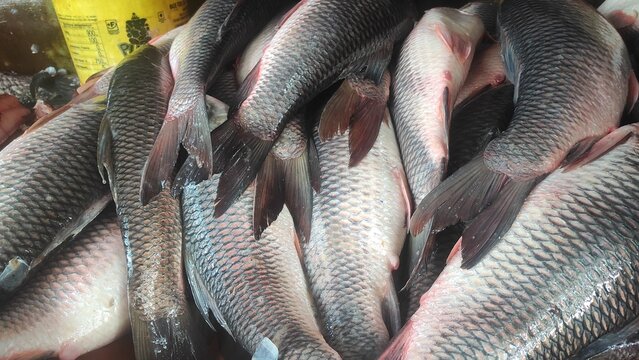 fresh rohu and catla carp fish ready for sale in Indian fish market