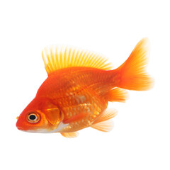 One small gold fish isolated on white