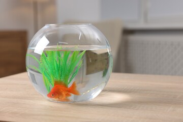 Goldfish in aquarium on wooden table indoors