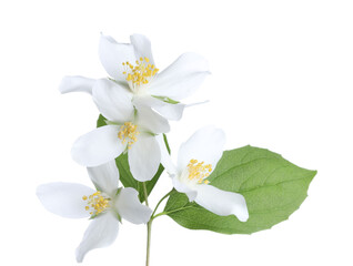 Obraz premium Branch with beautiful jasmine flowers isolated on white