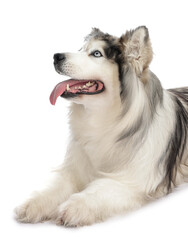 Beautiful Alaskan malamute dog on white background
