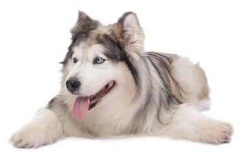 Beautiful Alaskan malamute dog on white background