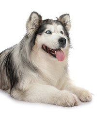 Beautiful Alaskan malamute dog on white background