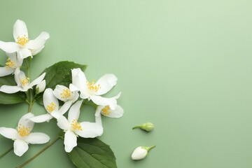 Beautiful jasmine flowers and leaves on green background, flat lay. Space for text