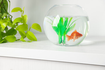 Beautiful goldfish in round aquarium and houseplant on white table