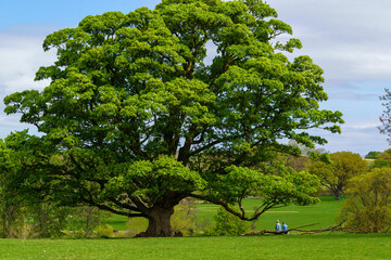 A majestic oak tree stands prominently in a lush green meadow, while two people stroll nearby, Ripley, Yorkshire, UK.