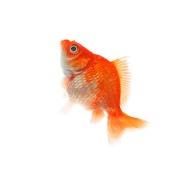 One small beautiful goldfish isolated on white