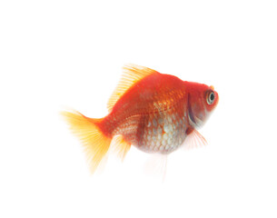 One small beautiful goldfish isolated on white