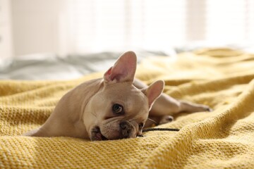 Adorable French bulldog dog lying on bed indoors, closeup