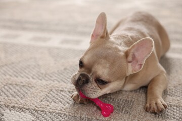 Adorable French bulldog dog chewing pet toy on floor indoors, closeup. Space for text
