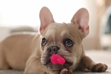 Adorable French bulldog dog with pet toy on floor indoors, closeup