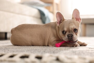 Adorable French bulldog dog with pet toy on floor indoors, closeup
