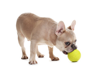 Adorable French bulldog dog with ball on white background