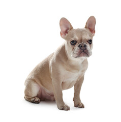 Obraz premium Adorable French bulldog dog sitting on white background