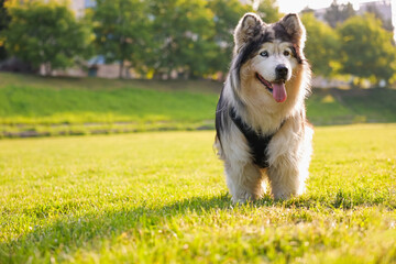Adorable Alaskan malamute dog standing on green grass outdoors in morning. Space for text
