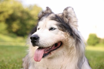 Portrait of adorable Alaskan malamute dog outdoors in morning, closeup