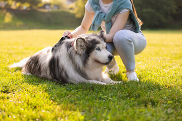 Woman with her cute Alaskan malamute dog on green grass outdoors in morning, closeup