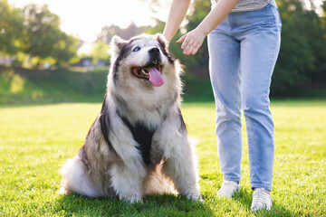 Woman with her cute Alaskan malamute dog on green grass outdoors in morning, closeup