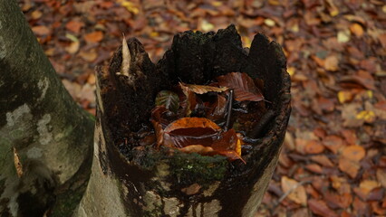 close up of a tree trunk in autumn