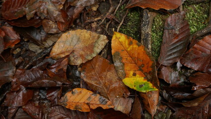 fallen autumn leaves