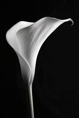 Calla Lily Bloom on Black &ndash; Botanical Elegance Visual for Nature Editorials, Floral Branding, and Monochrome Design Kits