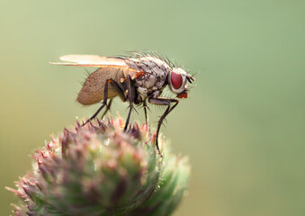 a Fly on a Flower Bud Against a Soft Green Background