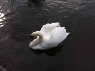 Elegant white swan gliding effortlessly on calm water during early morning light at a serene lakeside