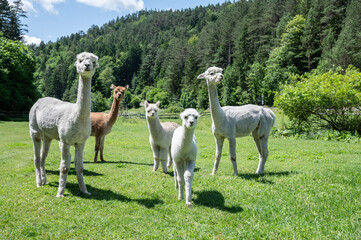 Gruppe von jungen und alten Alpakas neugierig schauend