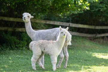 Junges Alpaka mit seiner Mutter auf der Wiese stehend